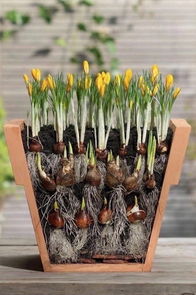🌷 Как посадить луковичные в горшки для обильного цветения весной?