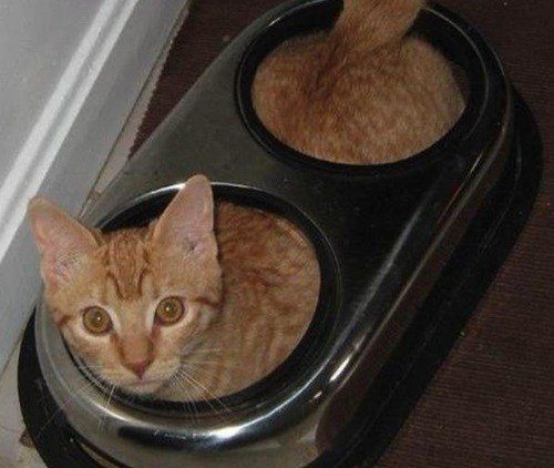 Кошки, которые разучились правильно ест