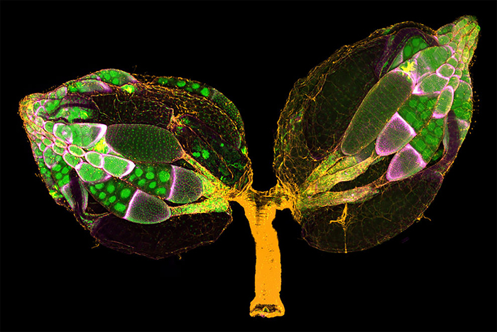 Работы с конкурса микрофотографии Nikon Small World 2019