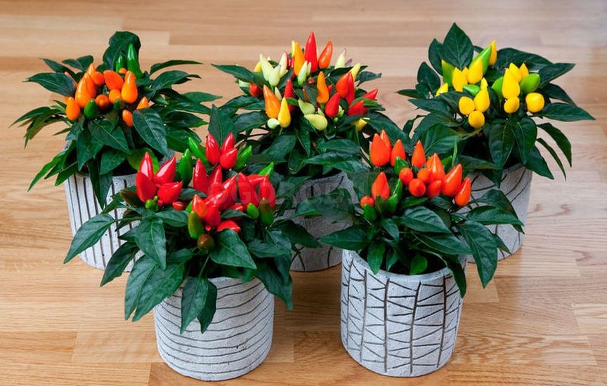 Комнатный перец - выращивание