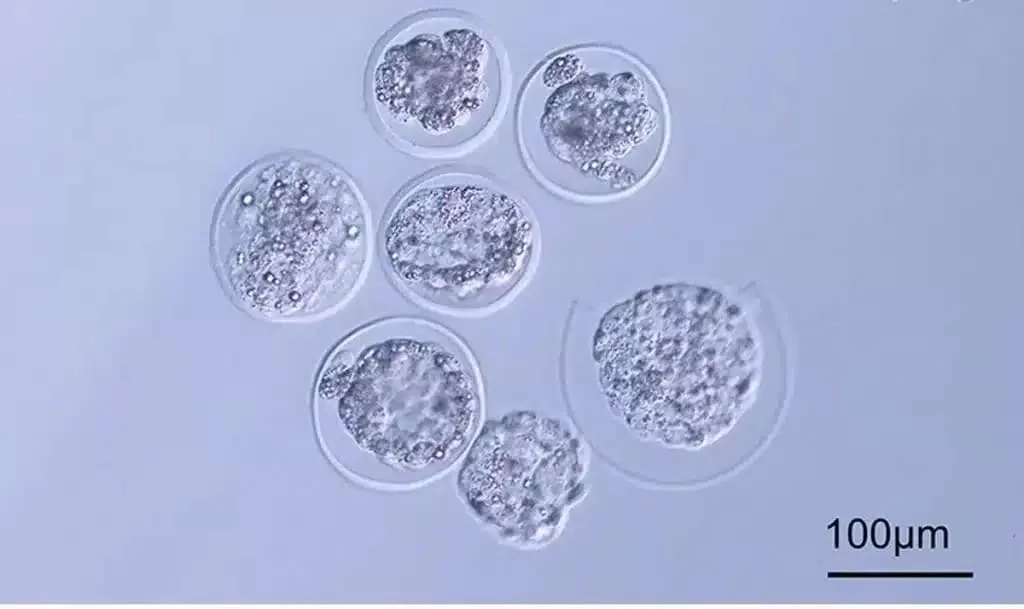 Эмбрионы млекопитающих были впервые выращены в космосе