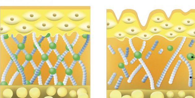 Что такое коллаген и зачем он нужен коже: из-за разрушения фибрилл появляются морщины
