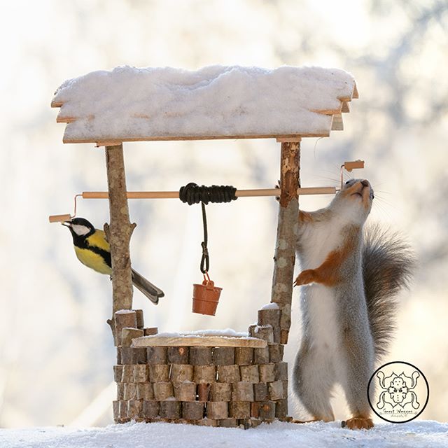 Шведский фотограф 6 лет преследует белок и собирает самые редкие кадры картинки