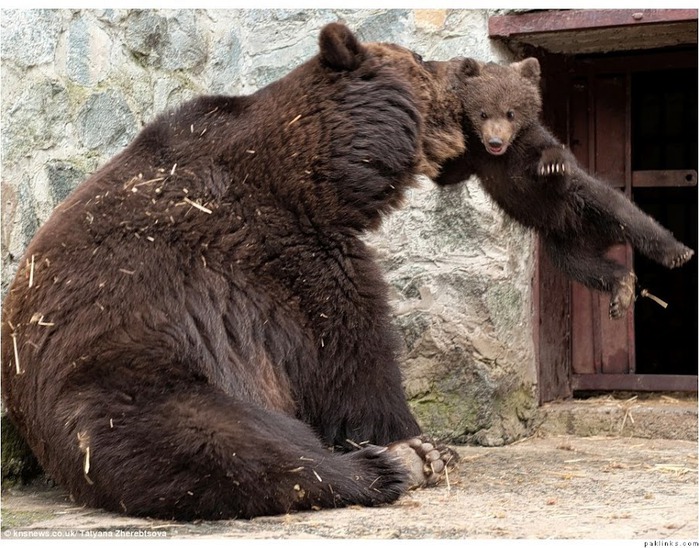 Мама-медведица Воспитание по-медвежьи 1 (700x548, 150Kb)