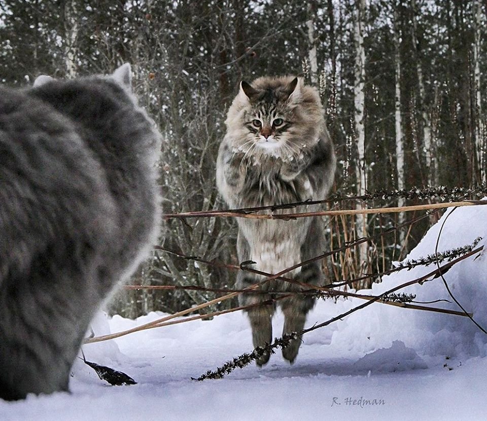 20 фото идеальной снежной жизни северных котов зима,коты,юмор и курьезы