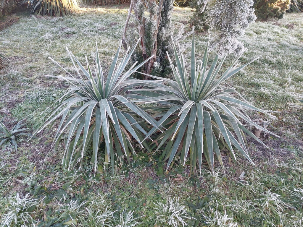 Первые заморозки придут на юг России