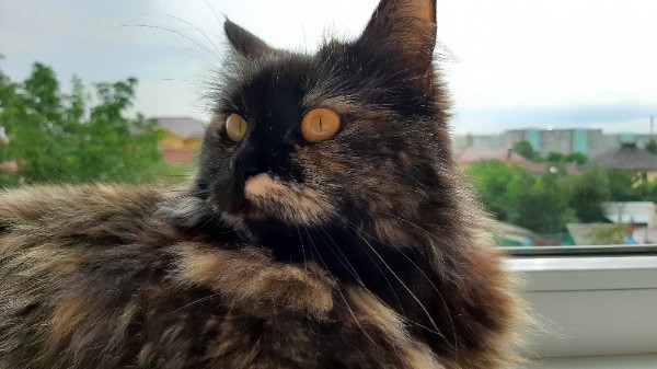 трехцветная кошка