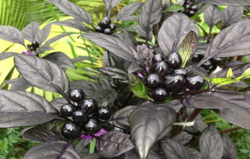 Комнатный перец - выращивание комнатные растения,полезные советы