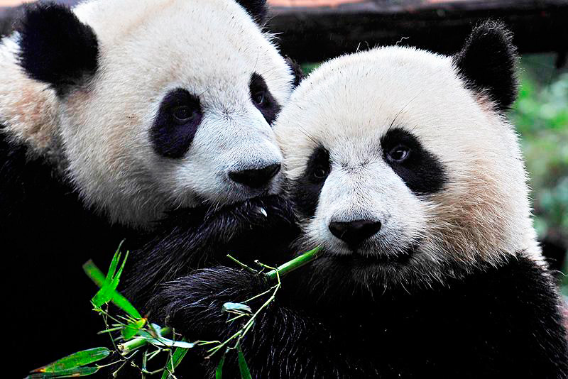 Great panda. Панда обнимает. Панды обнимаются. Панда обнимашки. Две панды обнимаются.