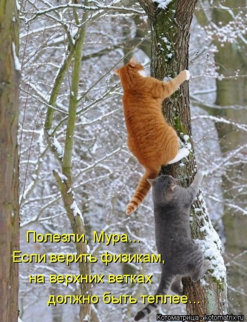 Новая котоматрица (36 фото)