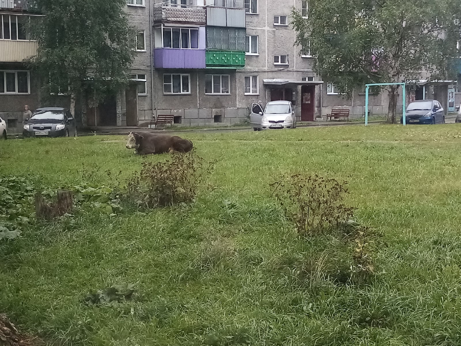 в тюмени медведь напал на людей фото