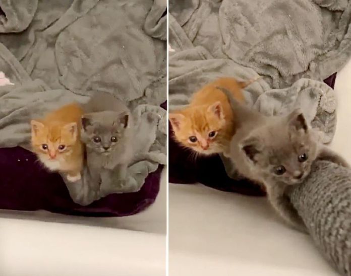 Без кота и жизнь не та