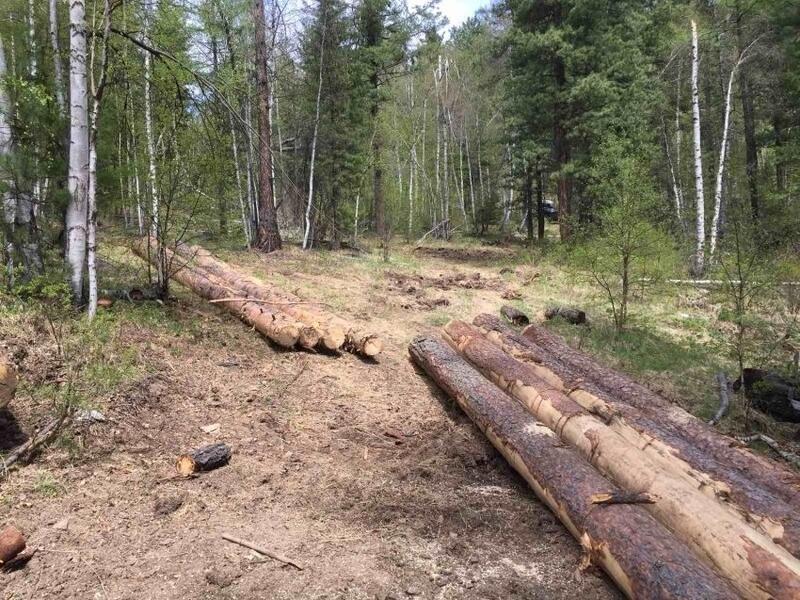 Количество незаконных вырубок леса уменьшилось в Забайкалье