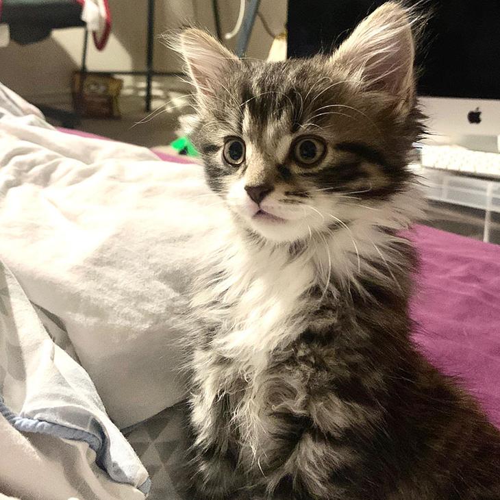 20 кошачьих полукровок, которые вызывают зависть даже у их чистокровных родителей