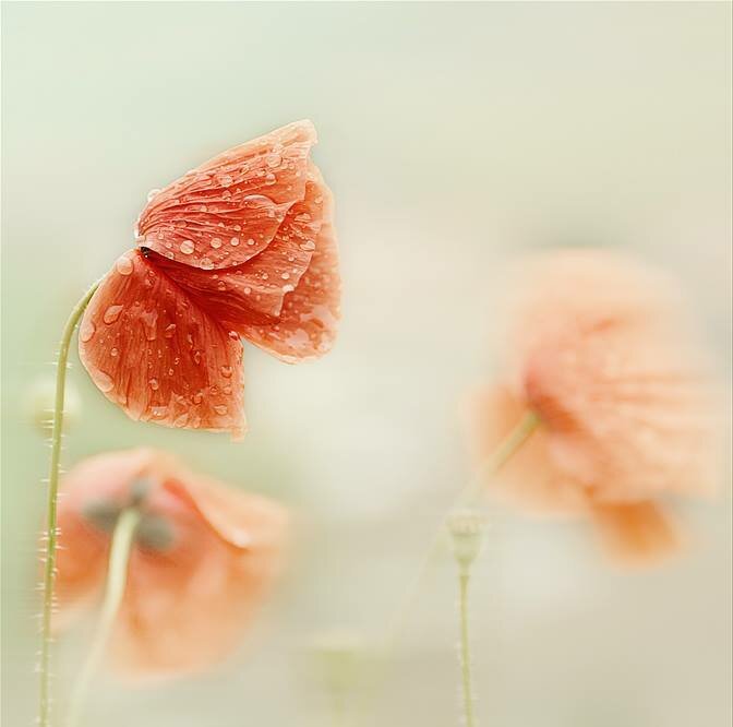 Фотограф Кристин Эллджер (Christine Ellger). Цветы