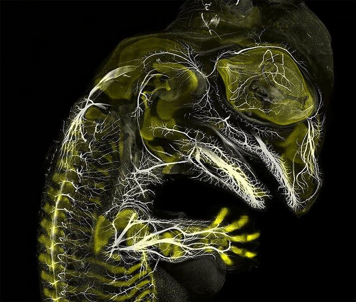 Работы с конкурса микрофотографии Nikon Small World 2019