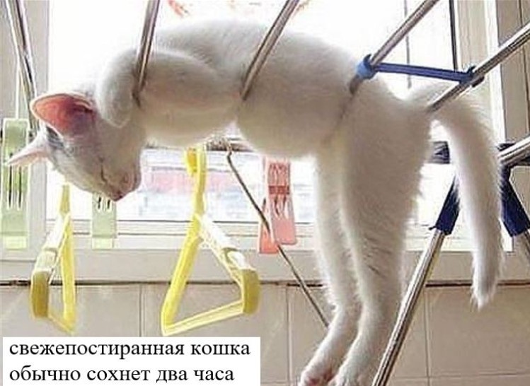 Первое января: Пока я завтракал, стемнело! Первое января: Пока я завтракал, стемнело! конца, говорит, олега, соседке, простить, уронила, мукумой, любви, признаться, хочет, любовь, видна, цветы, ногам, бросает, окнасейчас, встречают, расскажу, бабка, зловеще