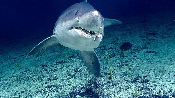 Едоки без претензий акулы, факты, хищники