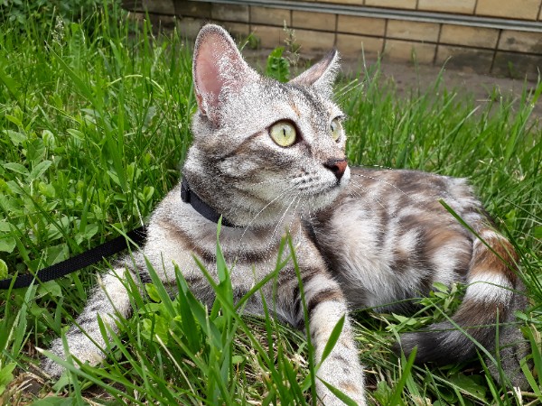 кот на улице