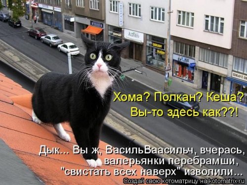 Новая котоматрица (36 фото)