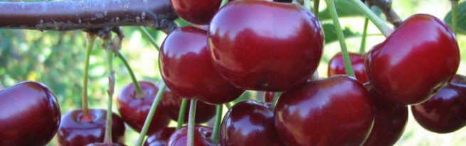 Урожайный сорт вишни Жуковская описание характеристика