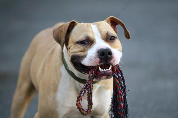 Челябинский фонд «Сердце питбуля» спасает собак опасных пород