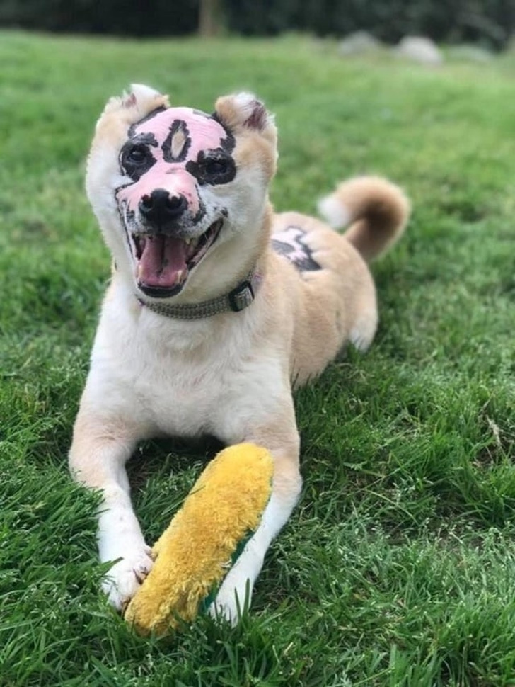 17 доказательств того, что мы не заслуживаем собак 17 доказательств того, что мы не заслуживаем собак супер