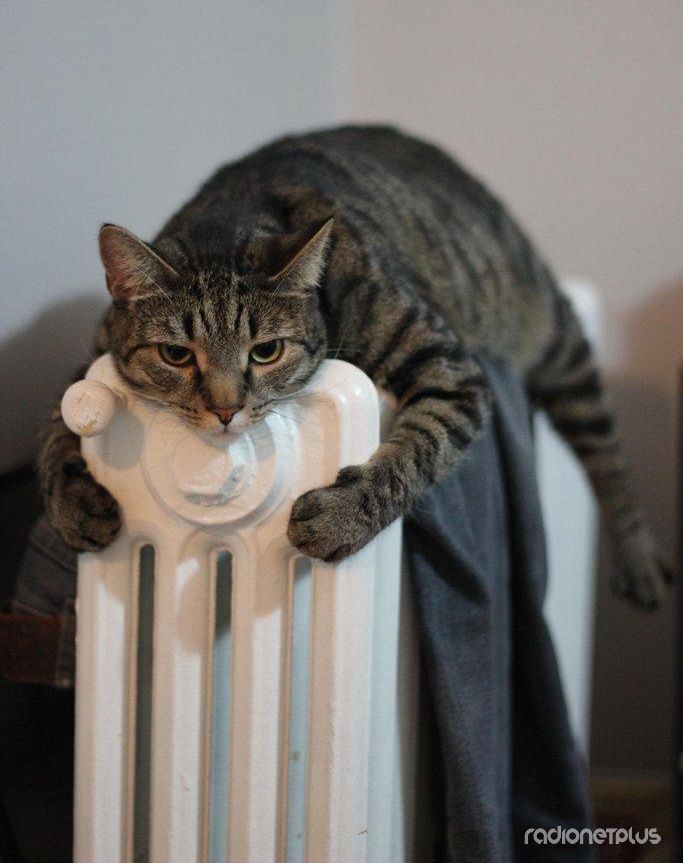 Эти смешные животные Эти смешные животные