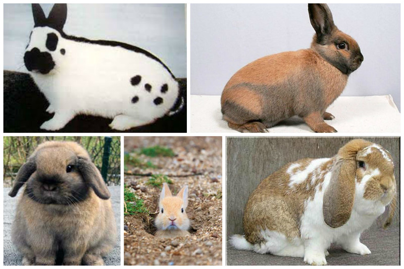 Хищник может напугать кролика до смерти (в буквальном смысле) интересное, кролик, опасность, породы, факты