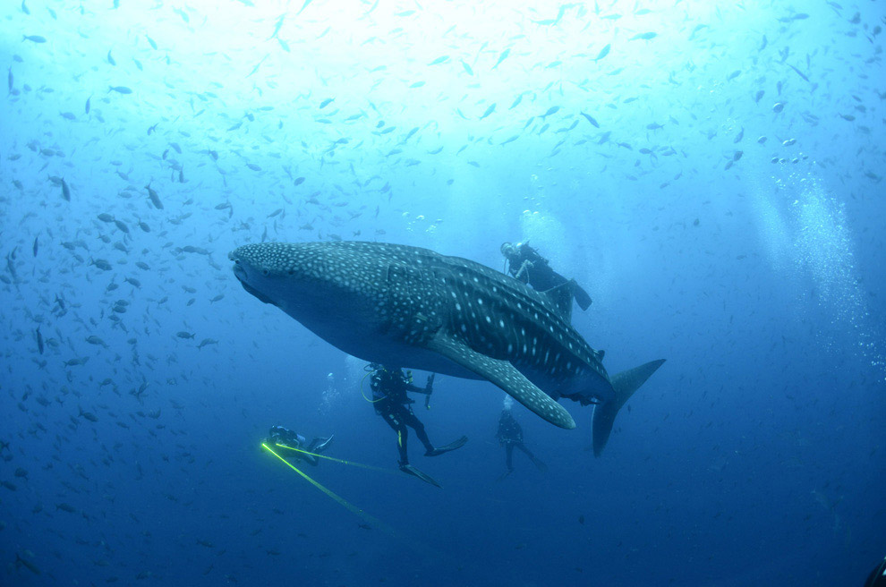 Удивительные создания на Галапагосских островах животные,природа,Путешествия,фото