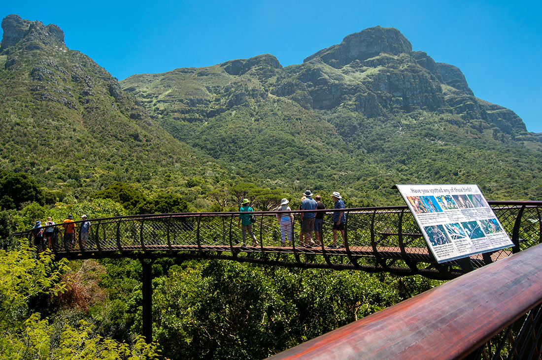 Сказочная дорога над деревьями — одно из самых уникальных мест в Кейптауне