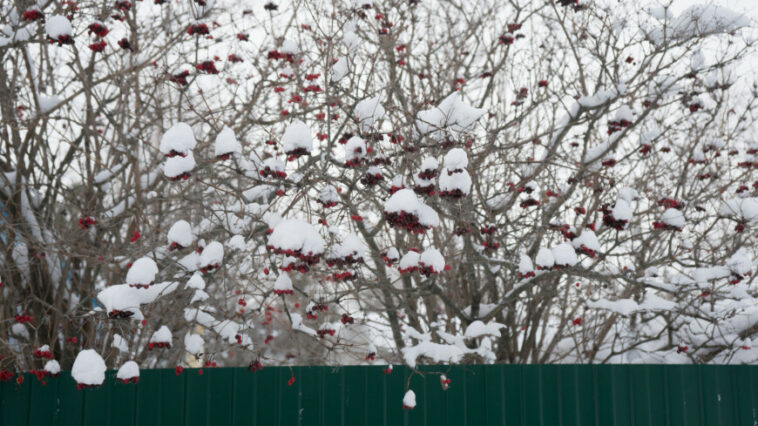 Первый снег выпал в Мурманской и Вологодской областях