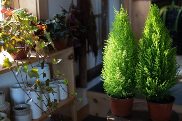Домашняя елка: хвойные растения, которые можно выращивать в квартире комнатные растения,садоводство