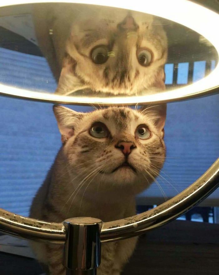 кот смотрит на зеркало
