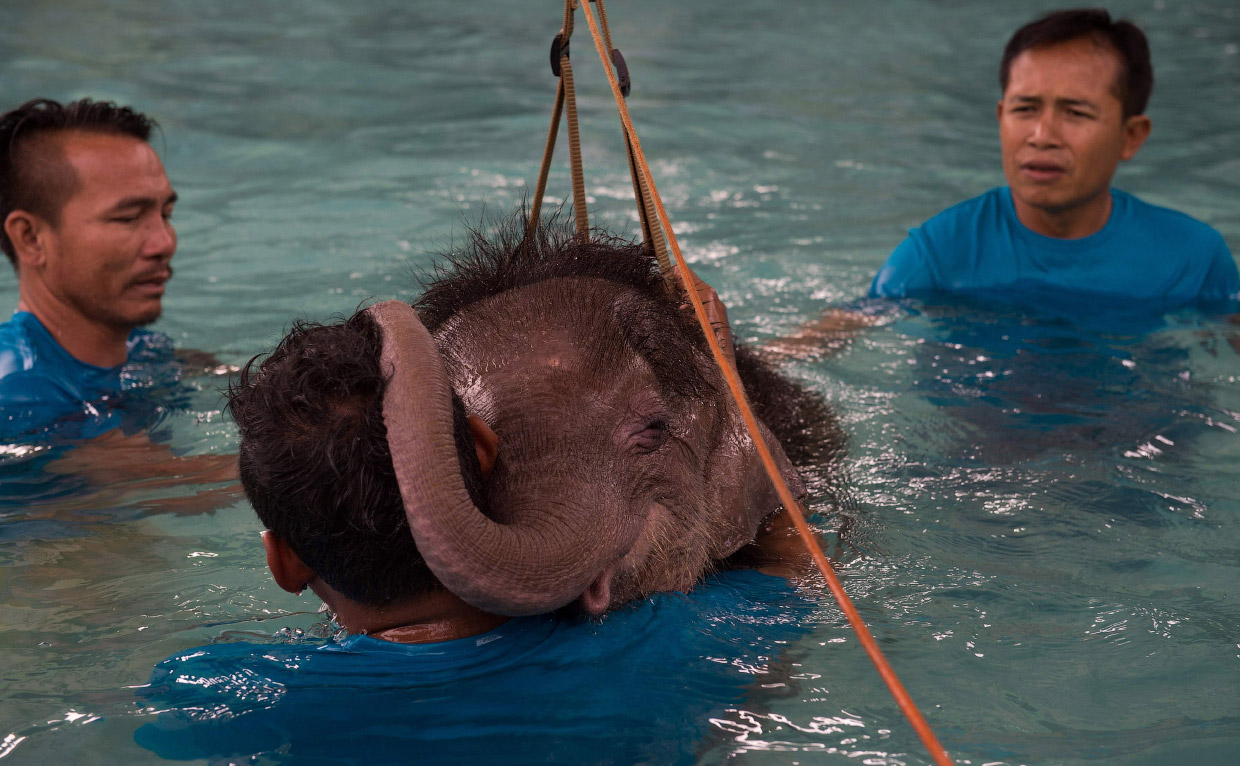 Как слона учат в воде заново ходить