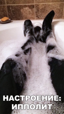 Забавные картинки и смешные фото приколы с надписями Забавные картинки и смешные фото приколы с надписями ржачные фото с надписями