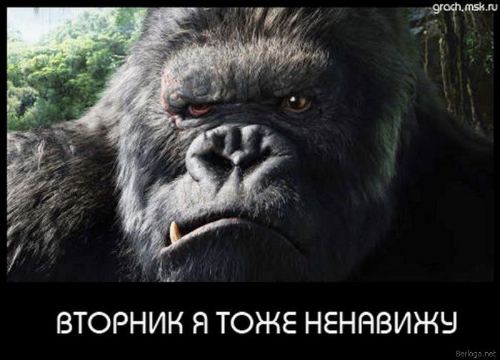 Смешная картинка про вторник