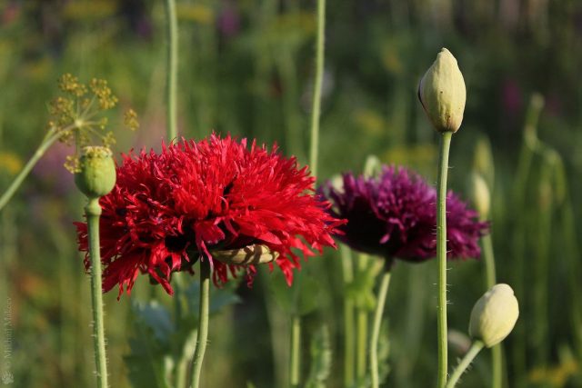 Мак пионовый (Papaver paeoniflorum)