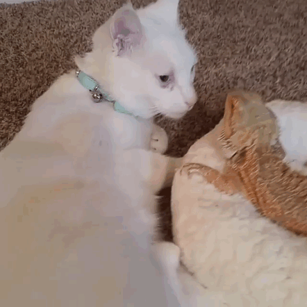 ящерица и кошка лучшие друзья