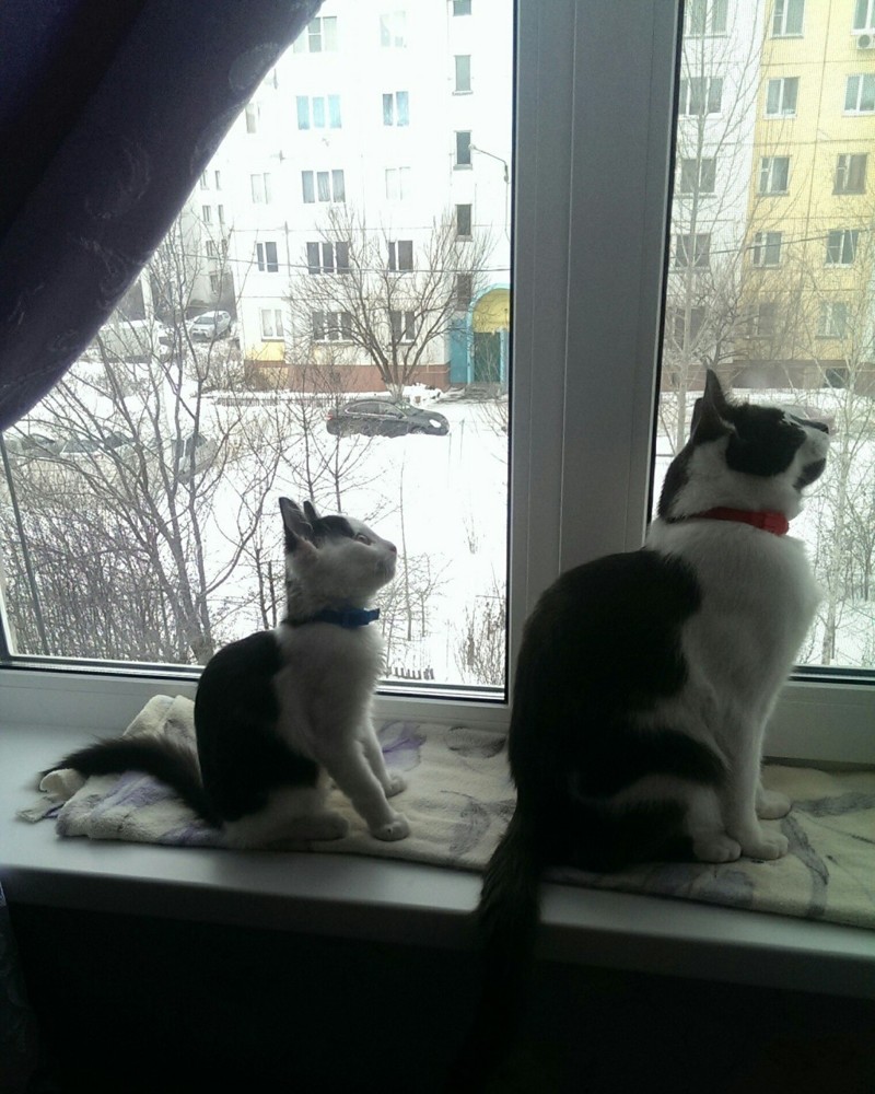 Открыли капот, а там сидит маленький, чумазенький котеечка было, история, котенок