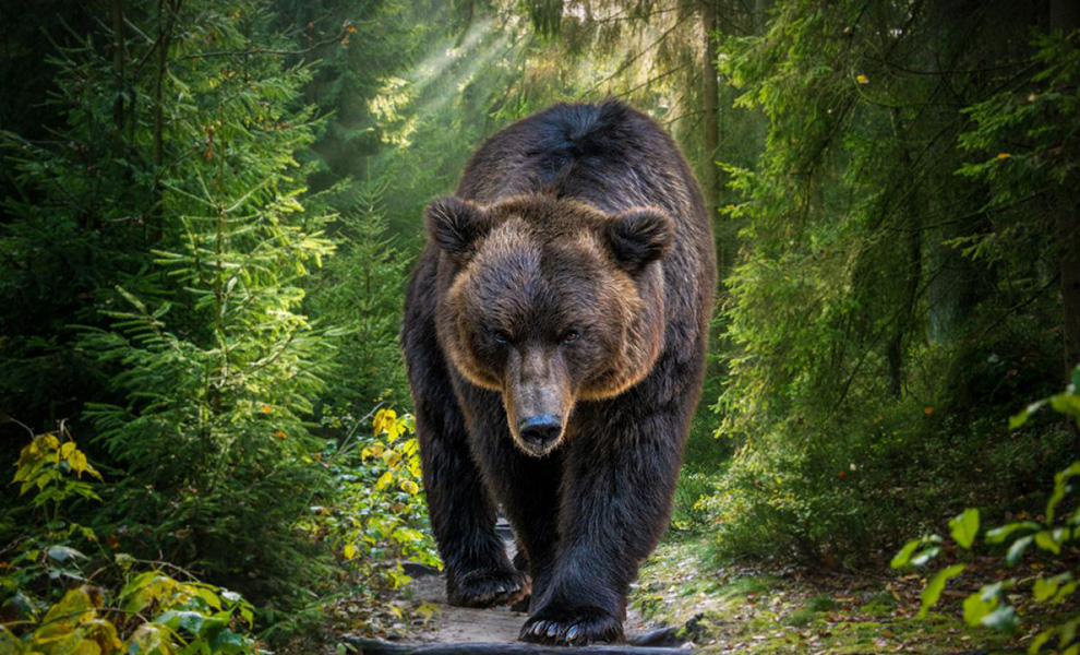 Турист свернул на заросшую тропу, а когда обернулся для фото рядом уже стоял медведь: видео
