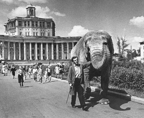 Жизнь Советского Союза в фотографиях. 1950-е — 3
