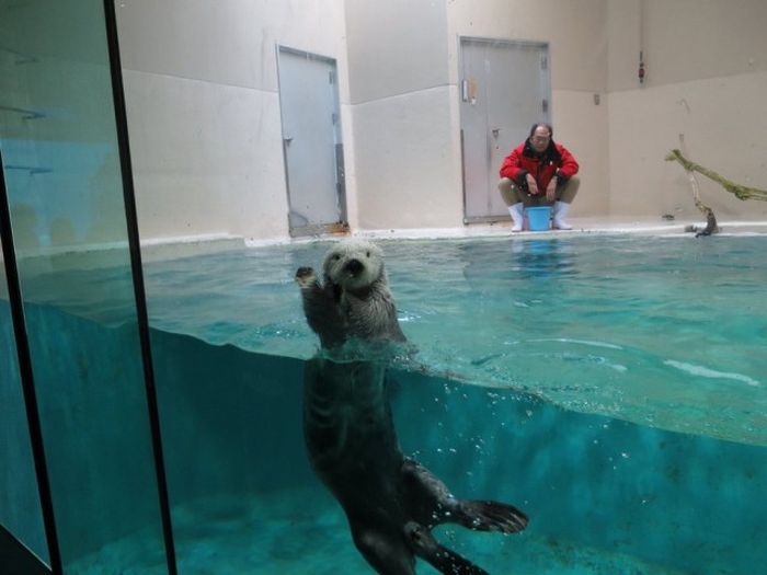 Прикольные картинки. Дневной выпуск (52 фото)