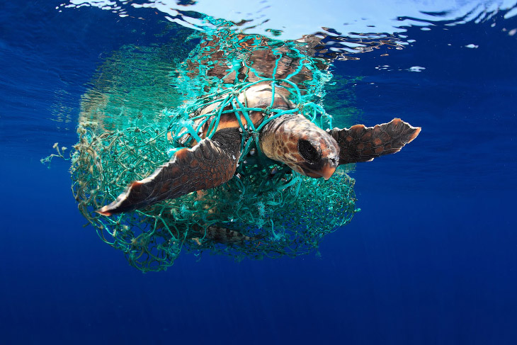 Победители Underwater Photographer of the Year 2019