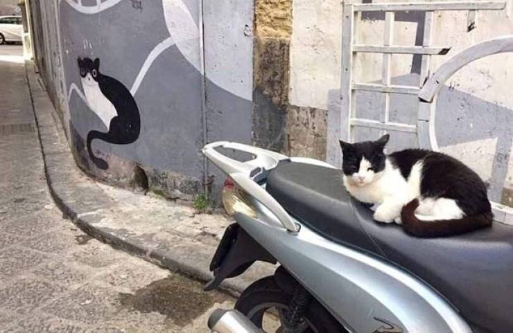 Подборка смешных картинок Подборка смешных картинок смешные картинки,фото-приколы,юмор