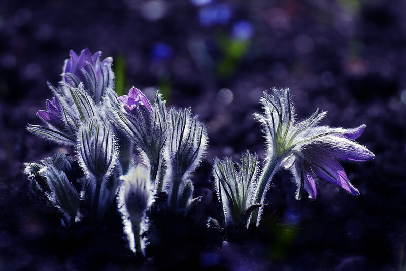 Фотограф Кристин Эллджер (Christine Ellger). Цветы