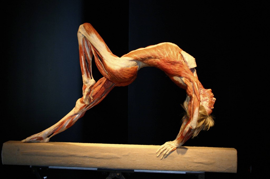 Выставка трупов Body Worlds привела к очередям на ВДНХ Политика