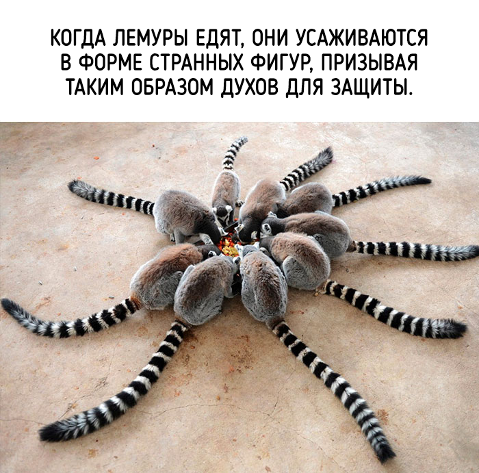 забавные факты о животных