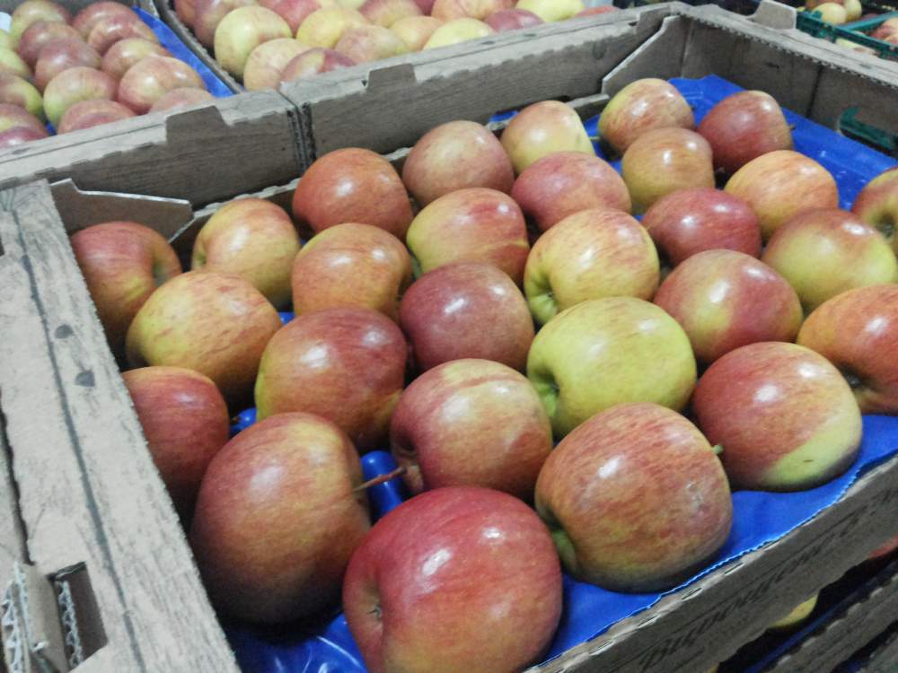 Украина решила завалить рынки СНГ яблоками и грушами