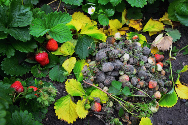 ������, ������ �������� ���� ���������� ���������